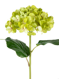 Green Mophead Hydrangea
