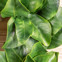 Magnolia Wreath - Medium