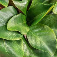 Magnolia Wreath - Medium