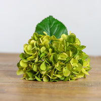 Green Mophead Hydrangea