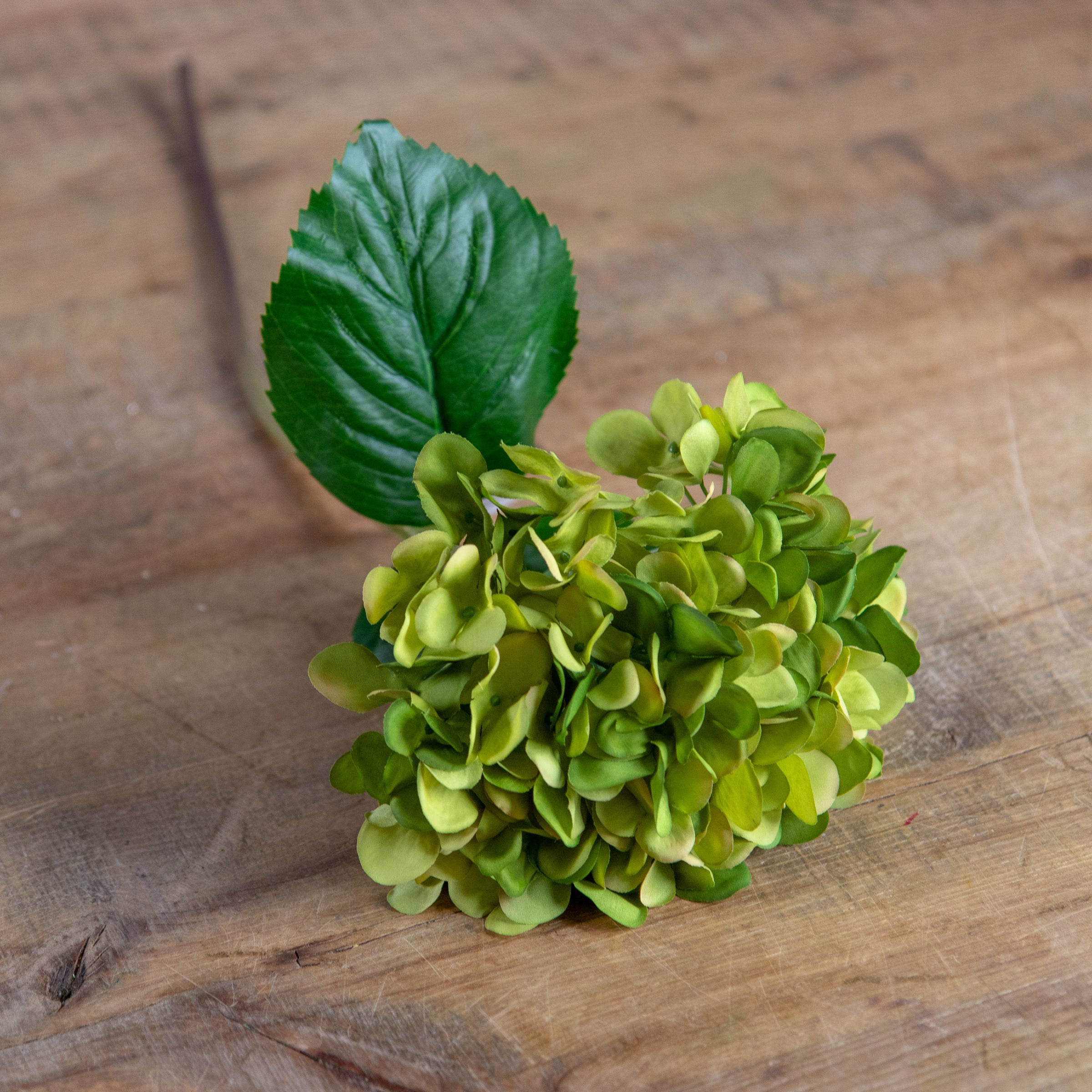 Green Mophead Hydrangea