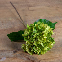 Green Mophead Hydrangea
