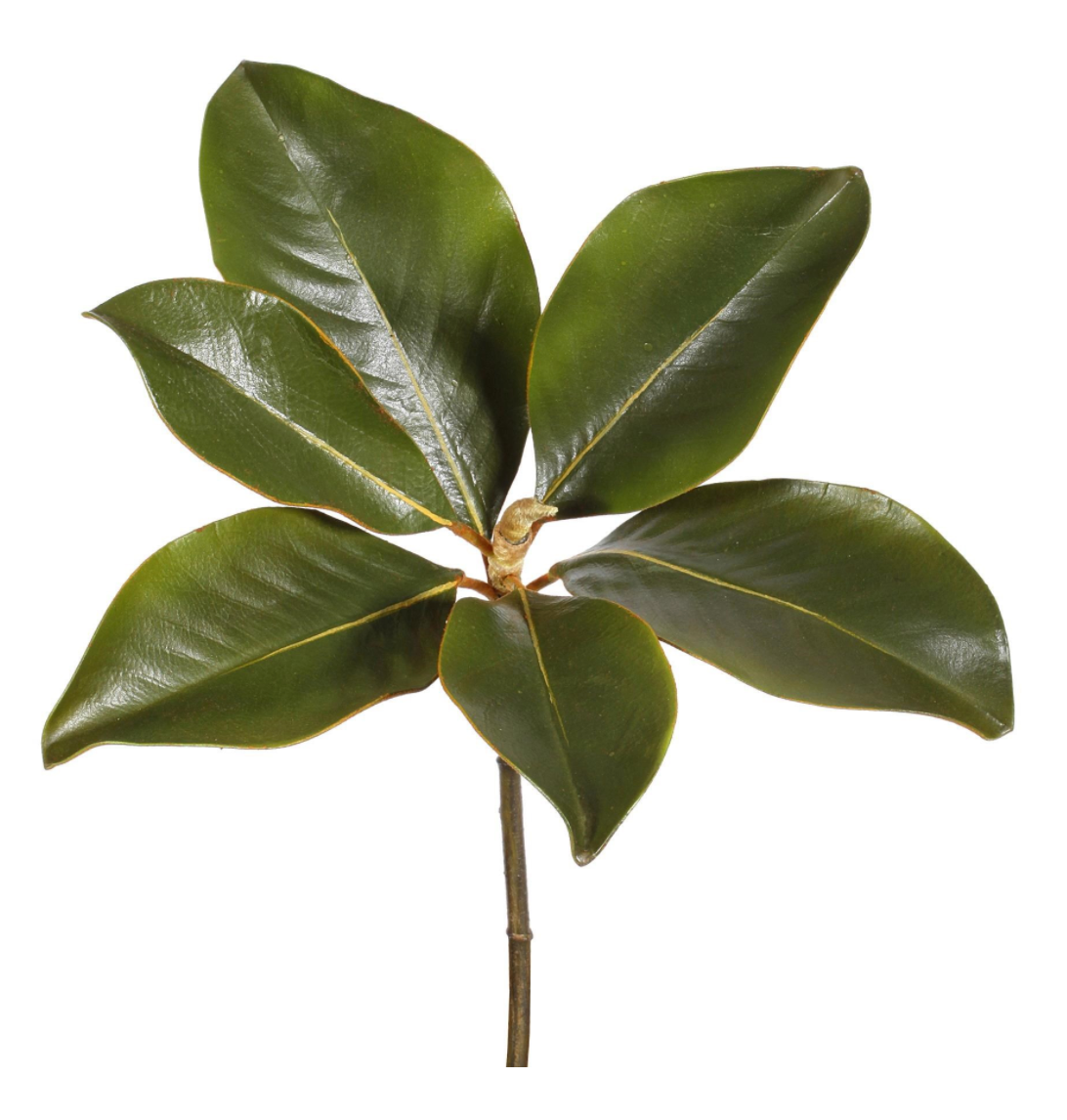 Magnolia Leaf Pick