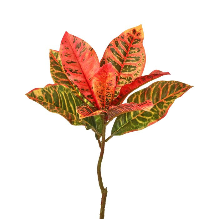 Croton Pick 17" - Natural Touch