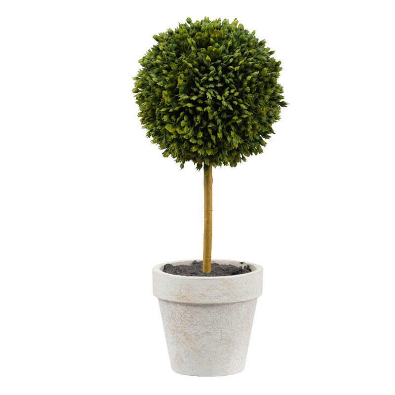 Potted Boxwood Topiary 9.5"