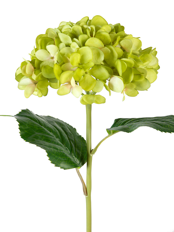 Green Mophead Hydrangea – Rusted Chandelier