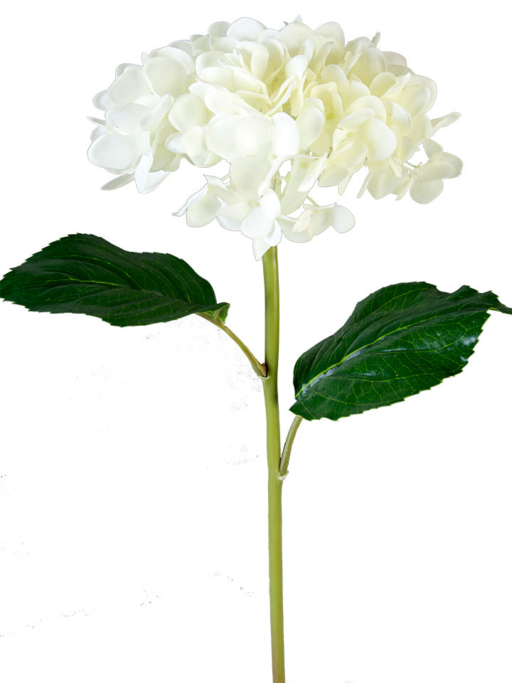 White/Cream Mophead Hydrangea