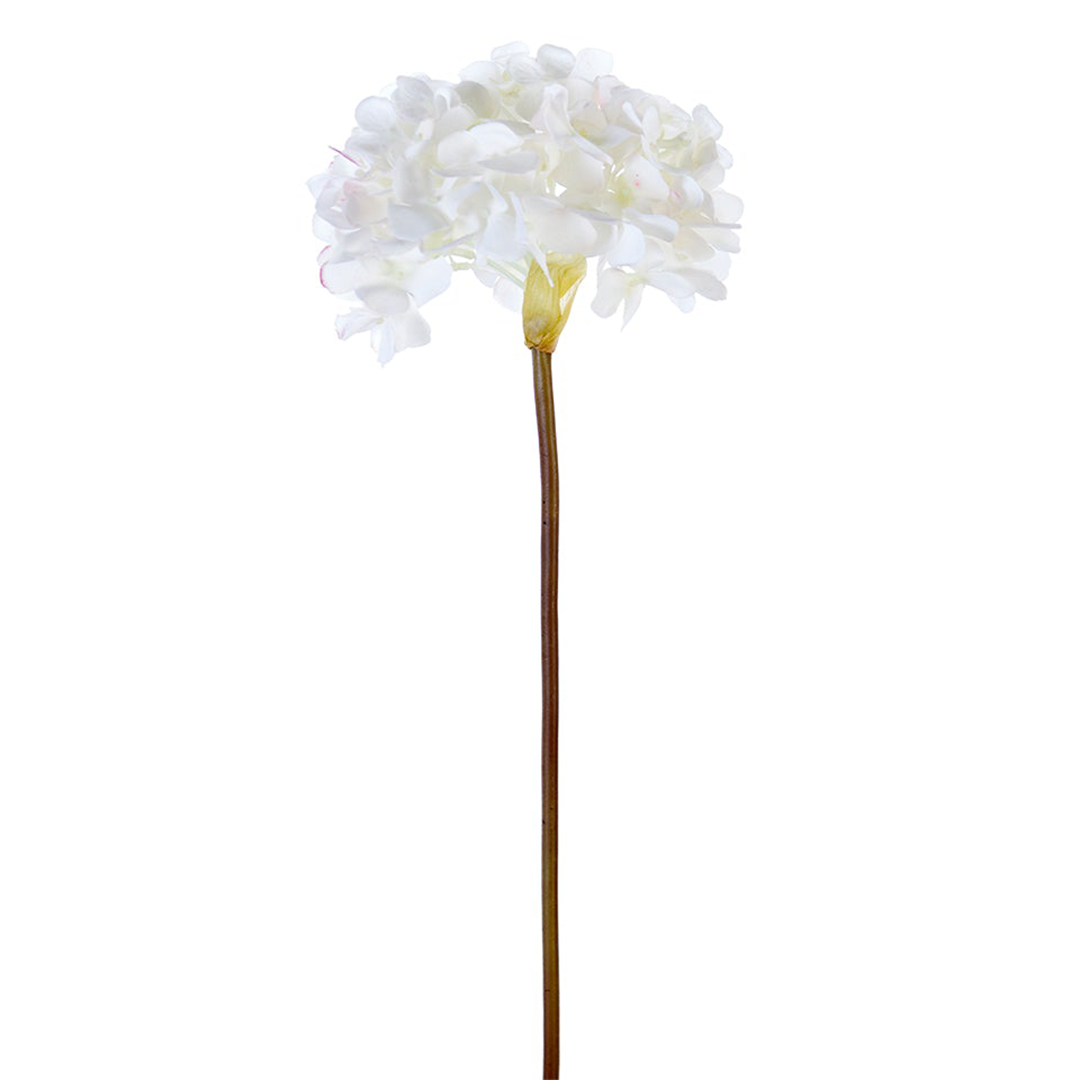 Garden Hydrangea - White
