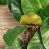 Magnolia Wreath - Small