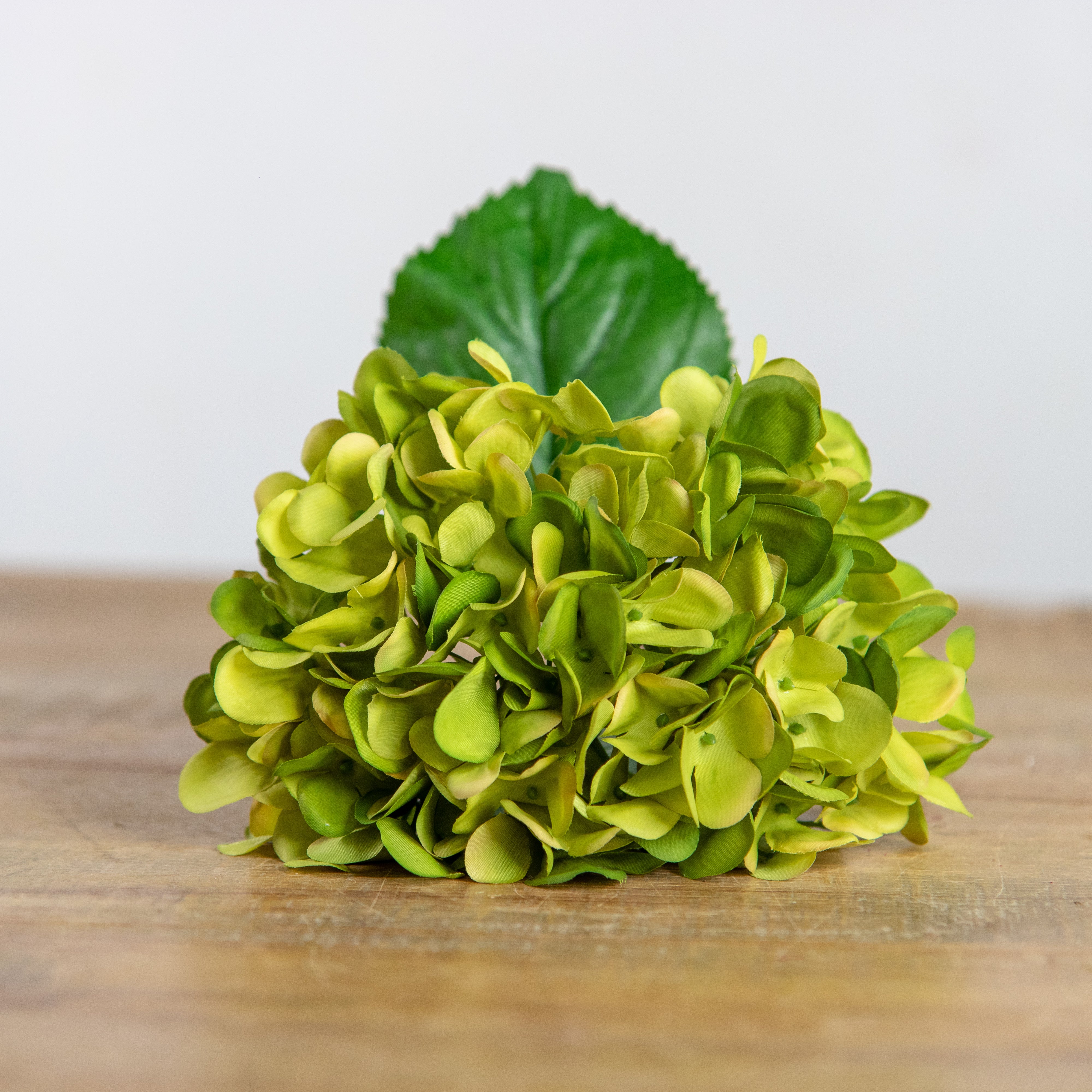【Hydrangea】 Endless Summer® BloomStruck® Hydrangeas for Sale