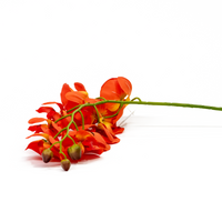 Phalaenopsis Stem