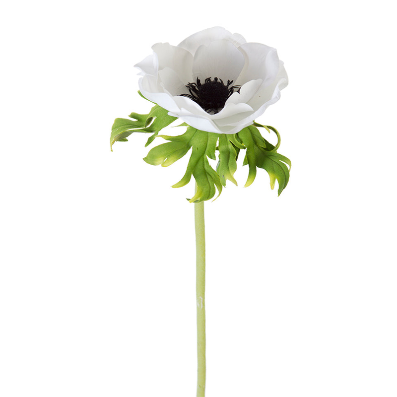 Poppy Anemone - White