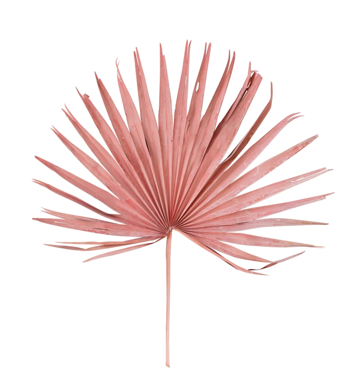 Dried Palm Leaf - Pink