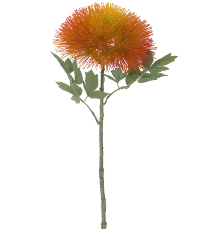 Sea Urchin Flower/Orng