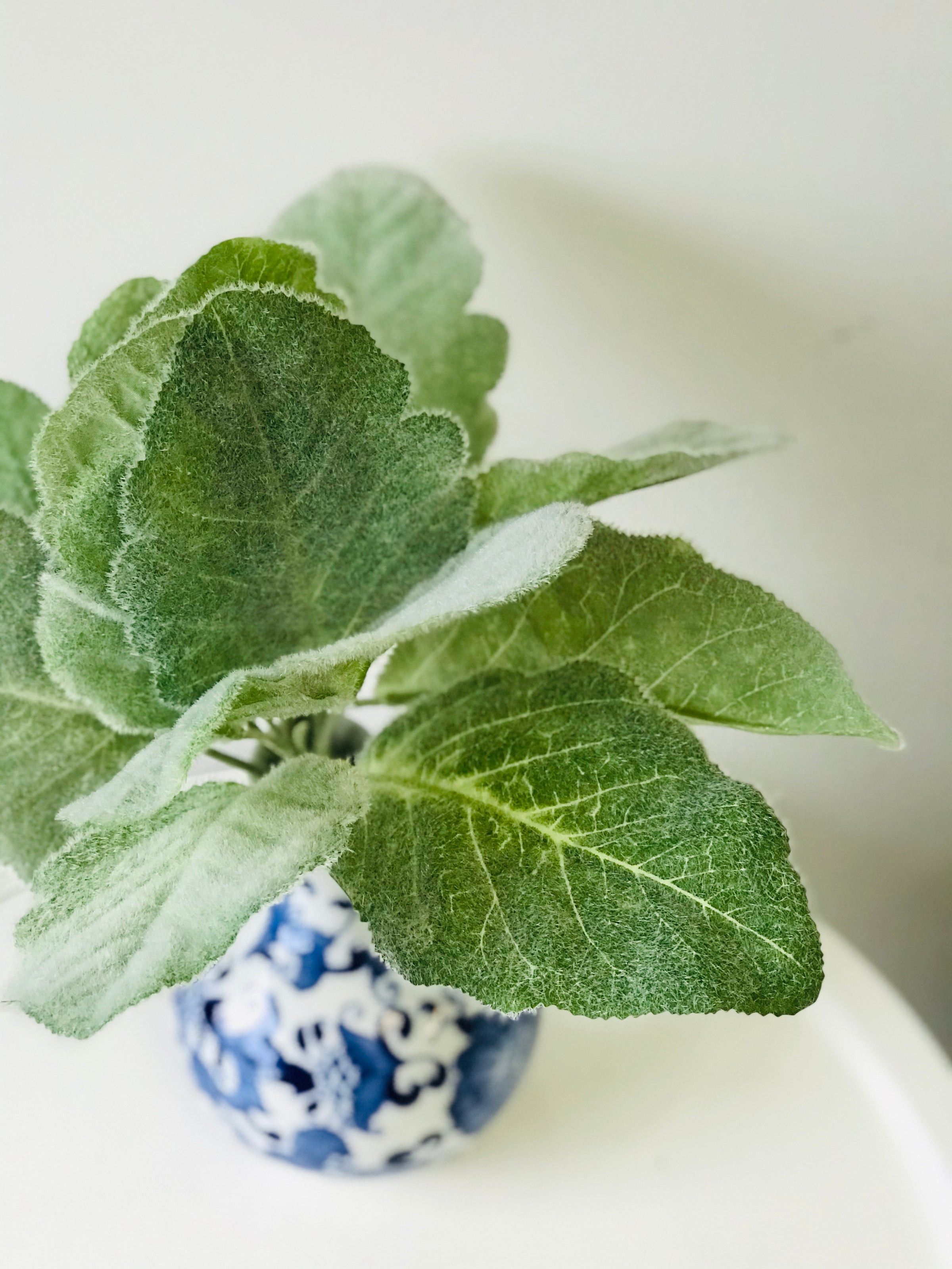 Lamb's Ear Bush