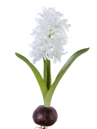 Hyacinth Bulb - White 13"